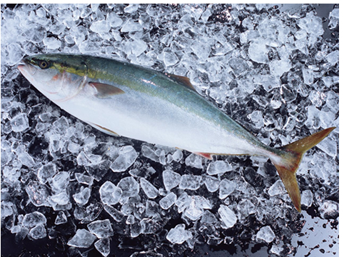 �啪����@���Ԃ�i���܁E�u���j