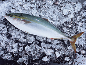 �{�̖��c�@���Ԃ�i���܁E�u���j