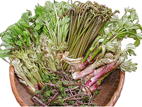 �{�̖��c�@�Ƃ�ӂ�